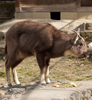 Himalayan goral