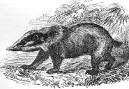 Hog badger