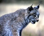 iberian lynx