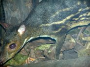 Indian spotted chevrotain