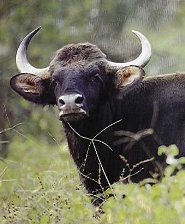 Indian Gaur