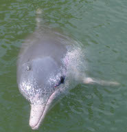 Indo-Pacific Humpbacked Dolphin