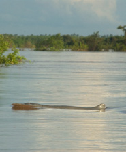 Irrawaddy dolphin