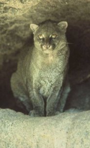 Jaguarundi