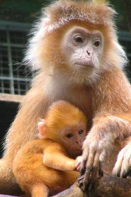 Javan langur