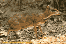 Lesser malay mouse deer