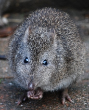 Long nosed potoroo