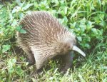 Long beaked echidna