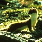 Long tailed weasel