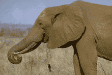 African elephant