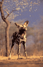 african wild dog