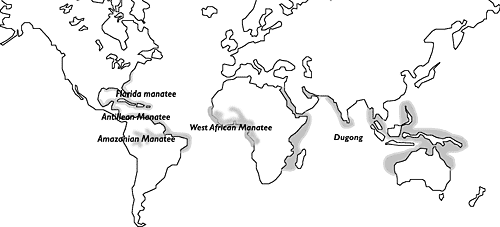 manatee range