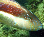 Maori wrasse