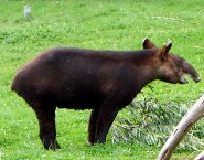 Mountain tapir