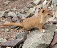 Mountain weasel