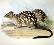 Northern Quoll