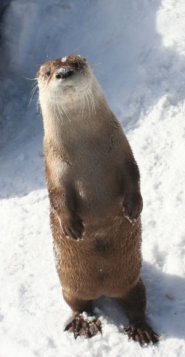 Northern river otter