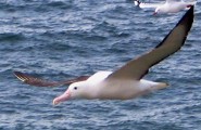 Northern royal albatross