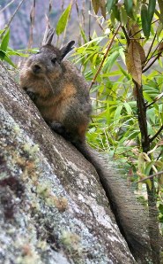 Northern viscacha