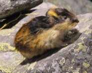 Norway Lemming