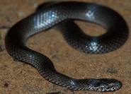 Ornamental snake