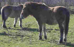 przewalski horse