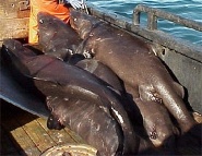 Pacific sleeper shark