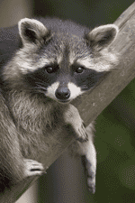 raccoon