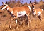 Pronghorn antelopes