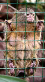 Pygmy marmoset