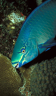 Queen parrotfish