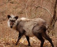 Red goral