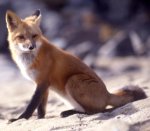 Red fox