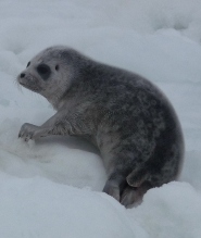 Ringed seal