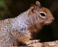 Rock squirrel