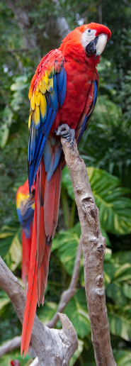 Scarlet macaw