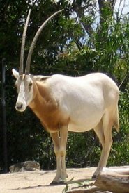 Scimitar-horned oryx