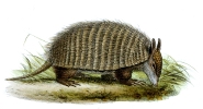 Screaming Hairy Armadillo