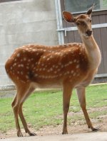 Sika deer