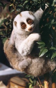 Slow loris