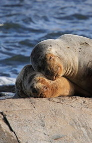 South American Sea Lion