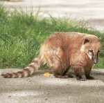 South American coati