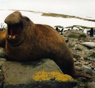 Southern elephant seal