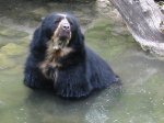 Spectacled bear