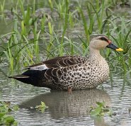 Spot-billed duck