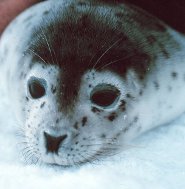 Spotted seal