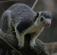 Sri Lankan giant squirrel