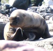 Steller sea lion