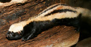 Striped weasel