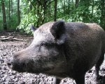 Wild boar